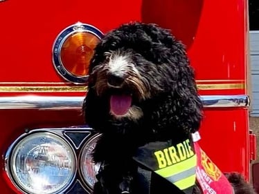 Birdie, 2021 Fire Service Dog of the Year
