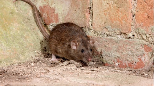 mouse along brick wall