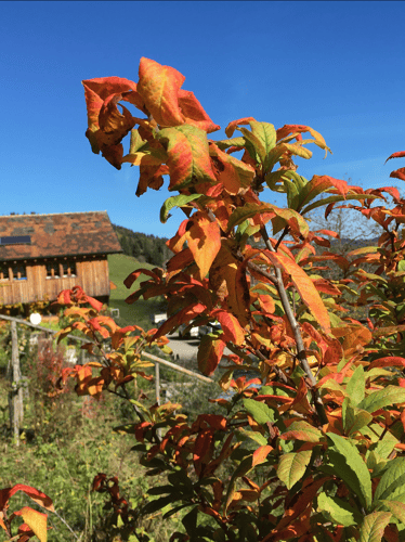 Mispel mit schöner Herbstfärbung