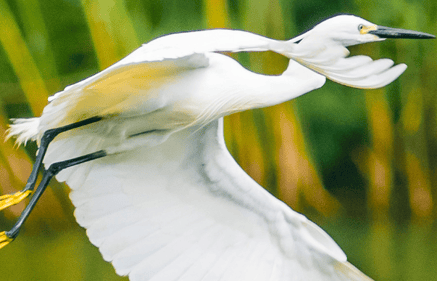 bird in flight
