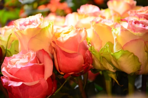 Cagna Fleurs Atelier floral et livraison - Crissier
