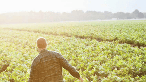 A farmer in a plaid shirt walks through a lush green field, surrounded by sunlight and potato plants, enjoying a peaceful moment in nature.