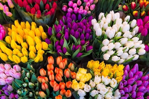 L'Oasi dei Fiori Foto Hp Pgol 400