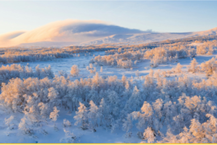 Aerial view of a snow-covered forest with frost-laden trees and distant mountains under a golden sunrise sky