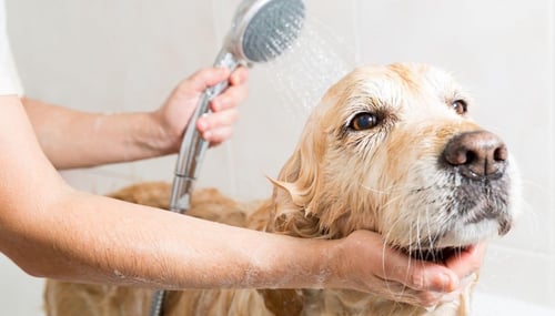 Dog Grooming Severna Park - Sudsy Puppy