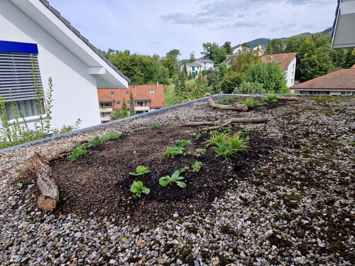 vita-naturgarten_GmbH_gartenPflege_Gartenbau_Bepflanzung_Biodiversität_Basel_BaselLand_Liestal_Grellingen