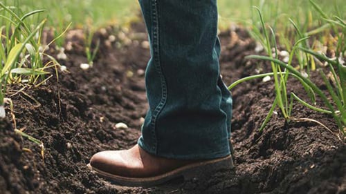 A farmer's leg in brown boots stands in a freshly tilled furrow, surrounded by green onion shoots against a cloudy sky.