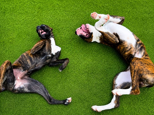 #FourLeggers #DogDaycare #DogPlaytime #HappyDogs #PetCare #DogLovers #PetServices #DogSocialization #DogDaycareCenter #PetWellness #CanineEnrichment #DogExercise #PetFriendlyBusiness #DogCare #BeverlyMA #MassachusettsPets #PetCommunity#DogsAtPlay