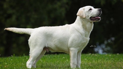 Labrador Retriever standing in the grass