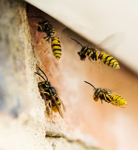 Bee & Wasp Control Services, Indianapolis, IN