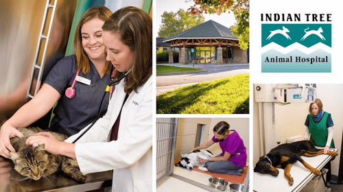 Indian Tree Animal Hospital building