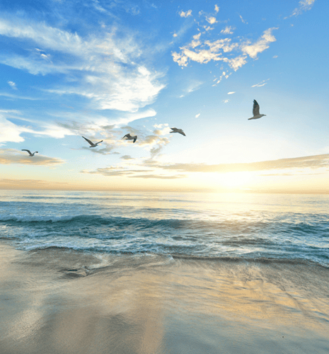 A sandy shoreline with seagulls flying in the sky at sunset.