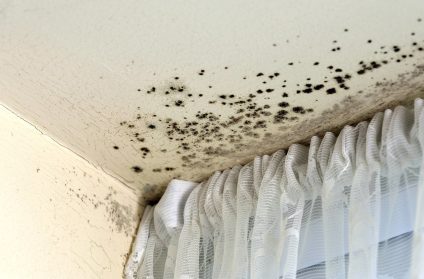 Mold and damp staining painted wall surface around an internal home window.
