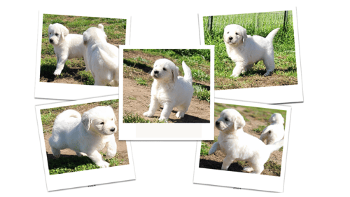 collage of various Golden Retriever puppies