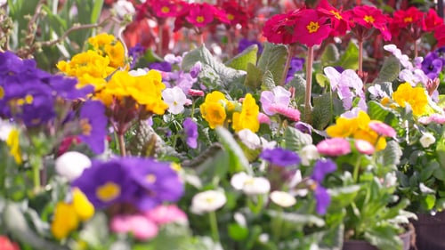 Bunte Frühlingsblumen
