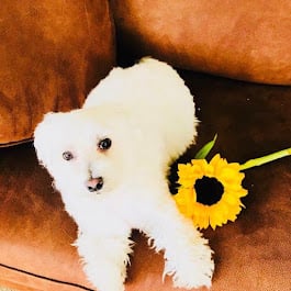 Sunflowers and dog