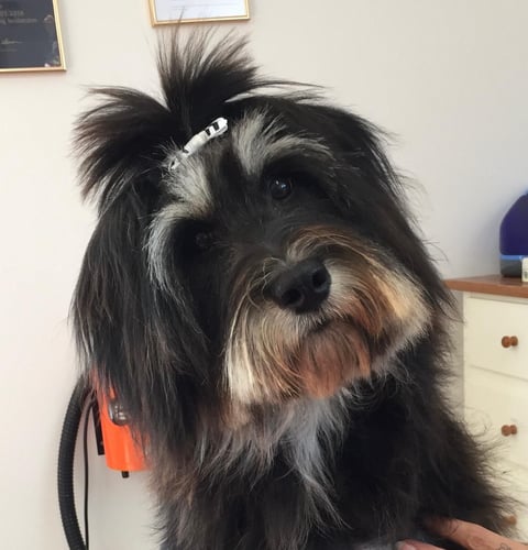 Hundefriseurin - Jaqueline Köninger in Eugendorf