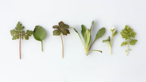 variety of fresh herbs