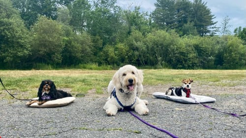 Three dogs sitting outside