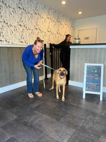 Guest checking in her dog at the front desk of Playtime Pet Resort Newington with staff behind the gate.