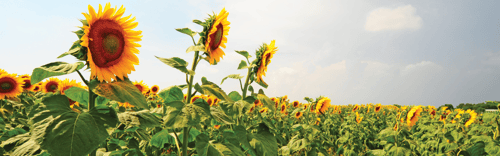 Brantford branch of RBC Dominion Securities Inc.