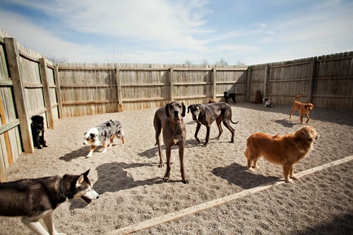 Dog Day Camp in Noblesville, Indiana