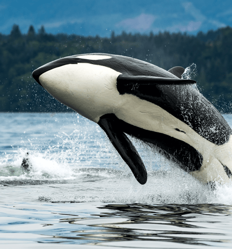 An orca leaps out of the water, splashing near a forested shoreline under a clear sky. The scene conveys dynamic motion and natural beauty.