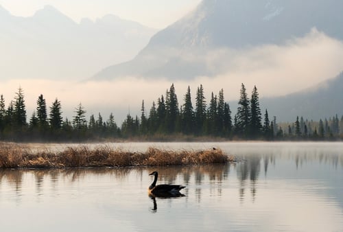 A solitary waterfowl swims on a calm, misty lake with a perfect mirror reflection. Dry brown reeds line the near shore, with a dense coniferous forest of evergreen trees filling the middle ground. Towering snow-capped mountains shrouded in fog rise dramatically in the background. Soft, hazy light creates a serene, peaceful wilderness landscape.