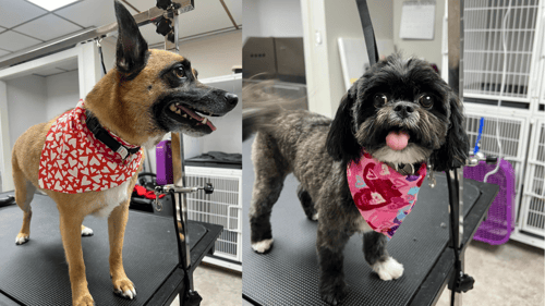 two groomed dogs