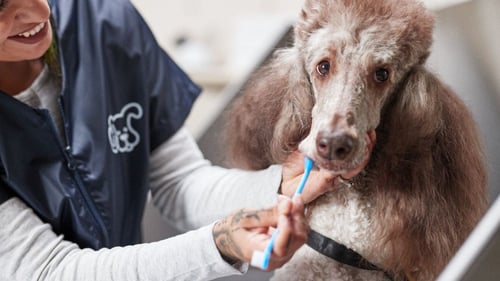 Dog getting its teeth brushed