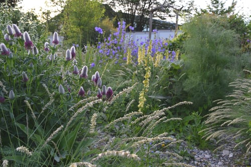 Gartengestaltung Wildstauden Sommer