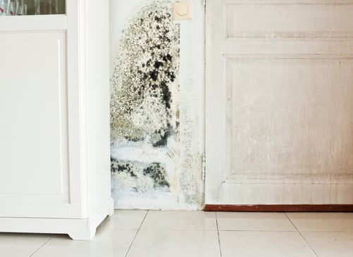 mold removal rock hill