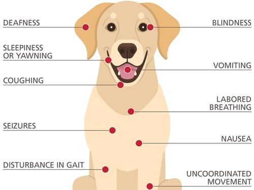 Pet carbon monoxide safety tips