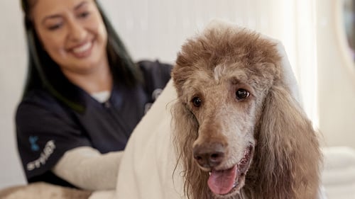 Poodle getting towel dried at the groomers