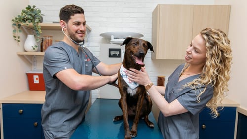 Bond Vet - Clinton Hill doctor and nurse with dog  lobby staff friendly warm compassionate