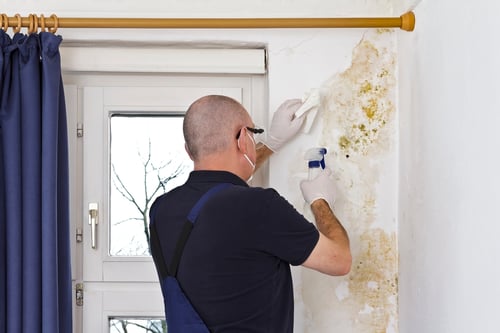 mold remediation company montgomeryville