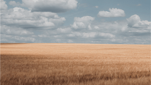 A vast golden field of wheat stretches to the horizon under a sky filled with scattered white clouds.
