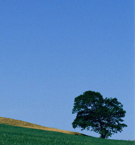 A single tree surrounded by a clear blue sky.