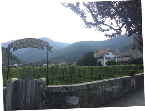 Clos de la Cure - chasselas