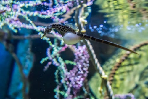 Things to do with kids in Michigan - SEA LIFE Aquarium in Auburn Hills, MI