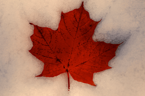 A photo of a red maple leaf
