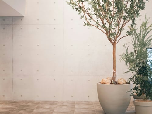 A modern interior featuring a textured concrete wall, a large potted tree, and various plants in minimalist pots.