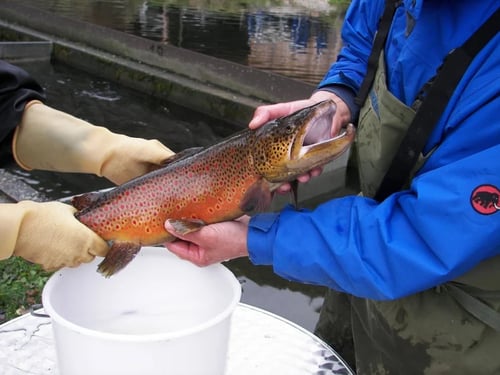Kärnten Fisch - Fischzucht Feld am See GmbH Millstätter Str 77, 9544 Feld am See