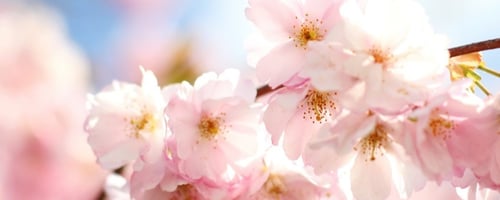 cherry blossoms