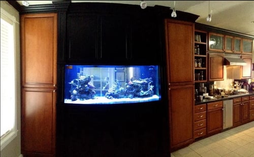 OCD Reefs - Your gateway to the ocean.