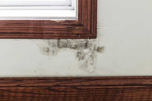 mold remediation Des Moines