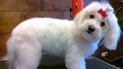 DoGroom suņu un kaķu frizētava