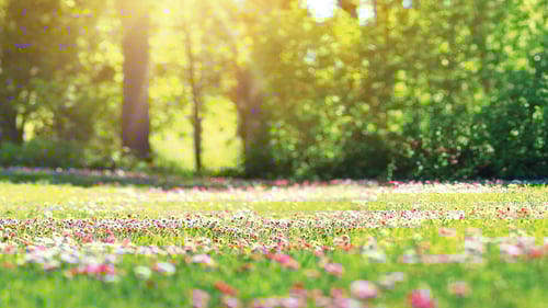 Welcome home to Wildflower Ranch