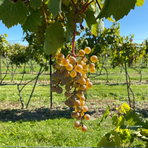 Green grapes in vineyard against blue sky