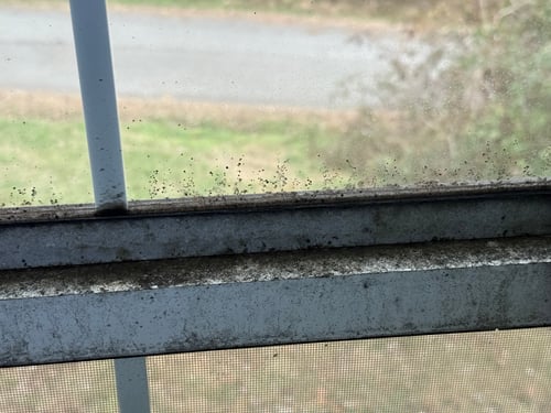 Mold growth on window.